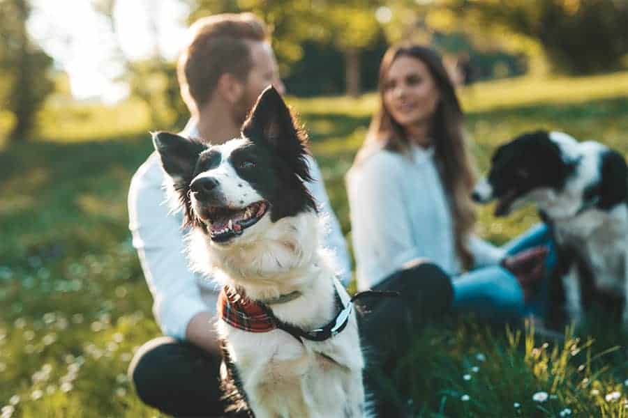 The story of Paw & Property