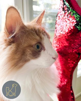Did you know that Christmas is coming? Exactly 3 months from now I need this stocking to be filled with treats and toys! 😻
