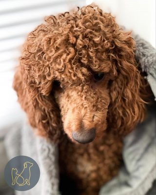 Fresh from the rain ☔️ Wet poodle in a blanket 🐶